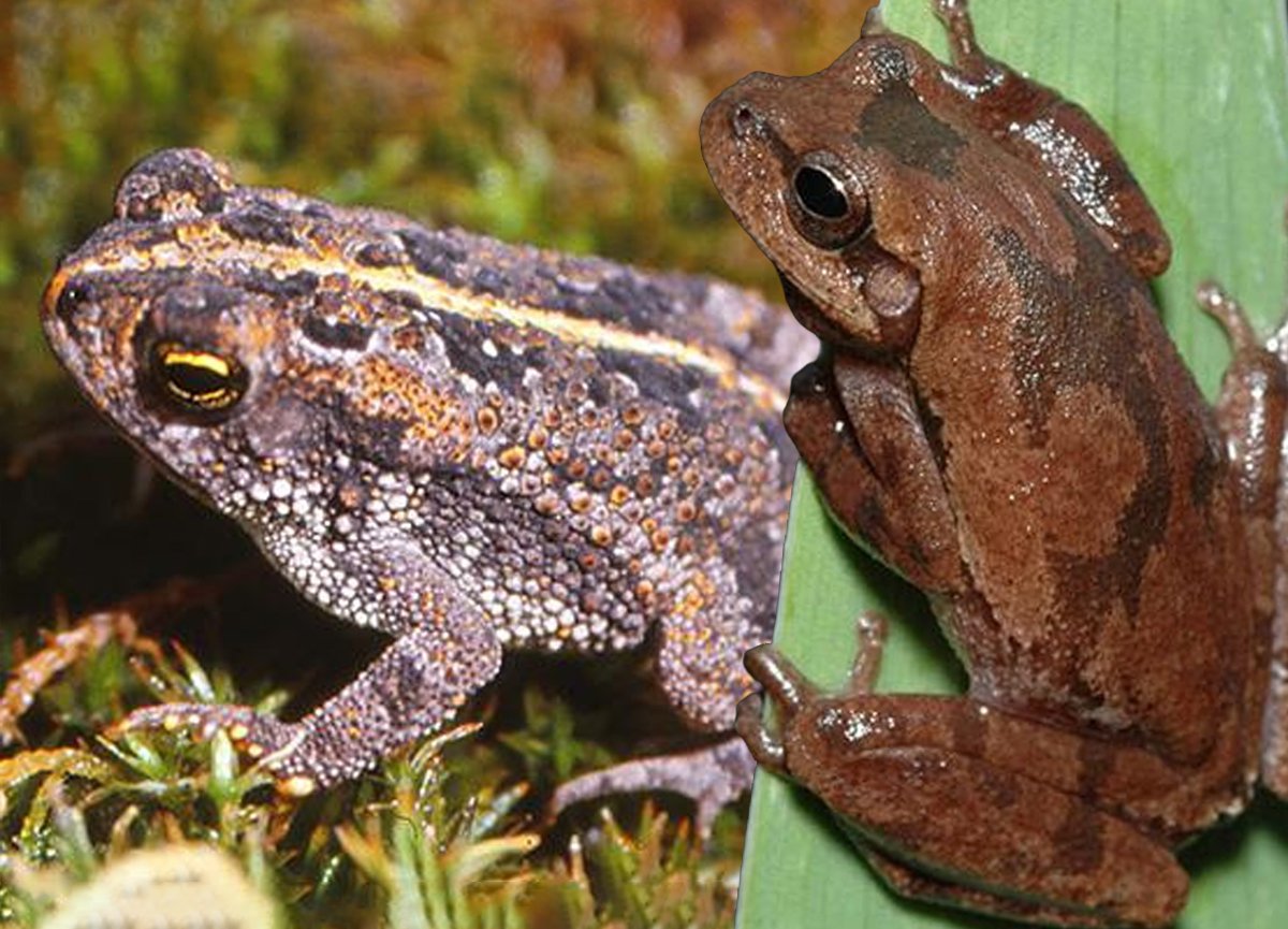 Frogs